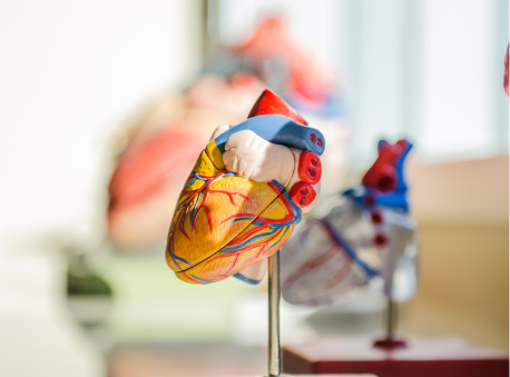 A model of a human heart, showcasing the intricate structure and functions of this vital organ.