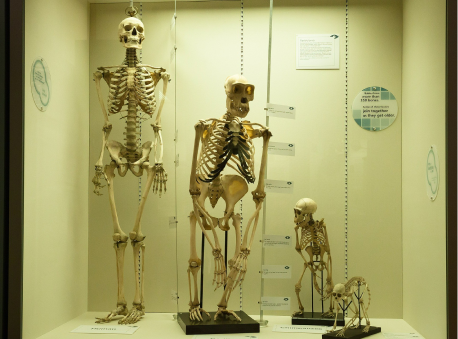 An exhibit featuring skeletons in a display case, highlighting the beauty of nature's evolution